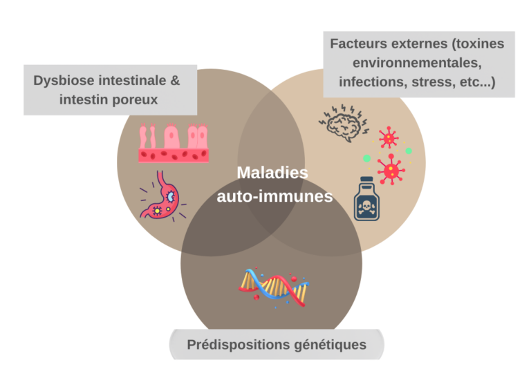 Illustration des facteurs pouvant contribuer au développement des maladies auto-immunes