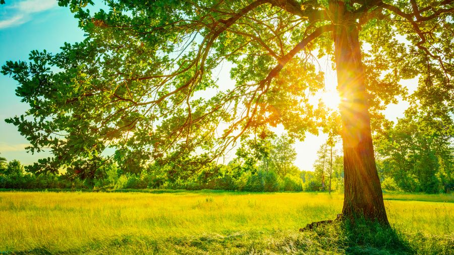 Rayons du soleil matinal traversant les arbres dans un jardin